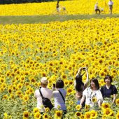 Im Meer voller Sonnenblumen