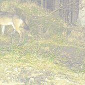 Jungwölfe in Bayern – erstmals seit 150 Jahren