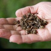 Eine Lobby für die Bienen