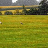 Kuraufenthalt der Störche