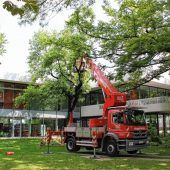 Rathauspark: Schwerer Ast krachte aufs VHS-Dach