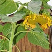 PrächtigeSonnenblume