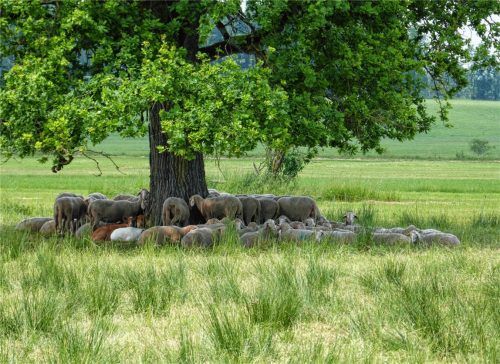 Abkühlung im Schatten einer großen Eiche