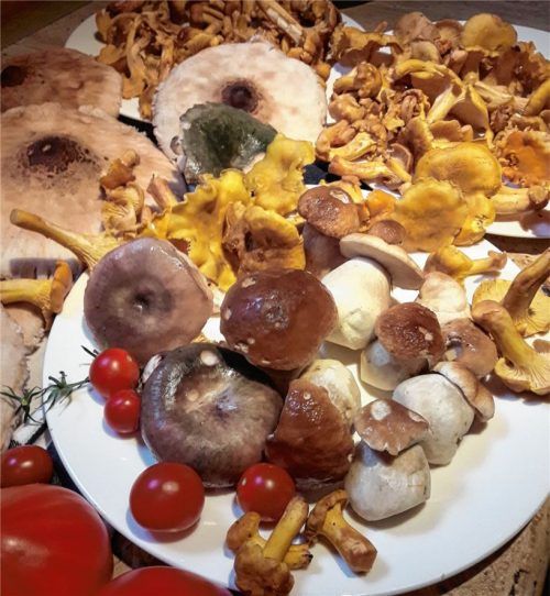 Appetitlich – Diesen Schwammerlfund machten Gertraud Maurer und ihr Sohn Michael an einem Nachmittag.Fotos re