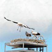 „Rund und gsund“