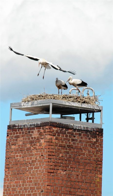 Bahn frei: die jungen Störche bei ihren Flugübungen auf dem Alpma-Kamin.Foto