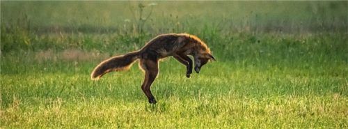 Der Fuchs stürzt sich bereits auf die Wiesen