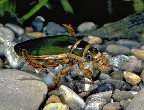 Der Gelbrandkäfer kommt zum Atmen regelmäßig an die Wasseroberfläche.
