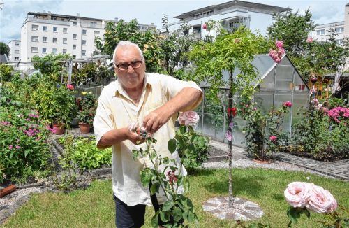 Hans Jochner pflegt leidenschaftlich gern seine Rosen. Sie danken es ihm mit prächtigem Wuchs und duftenden Blüten. Foto Schlecker
