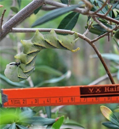 In Halfing statt in Afrika