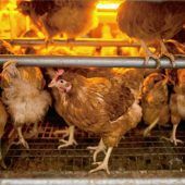 Agrarindustrie gefährdet Grundsicherung