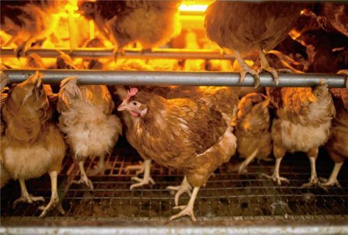 Legehennen in einem Betrieb in Niedersachsen.Foto  dpa