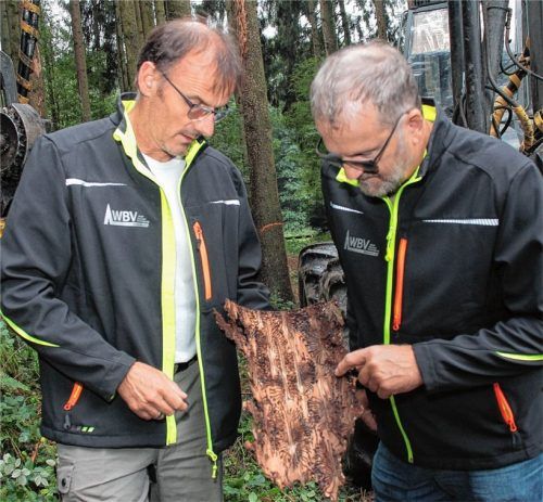 Nehmen die Schäden in Augenschein: WBV-Geschäftsführer Michael Heffner und WBV-Vorsitzender Georg Höhensteiger (rechts). Kleines Bild: Ein Borkenkäfer bei der Arbeit. Fotos Reisner/Stahl