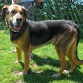 Genügsamer Seniorenhund mit geringen Ansprüchen