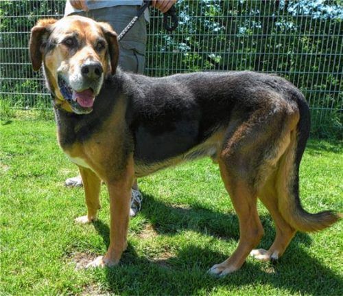 Schäferhund-Mischling „Samy“ wünscht sich ein neues Zuhause.