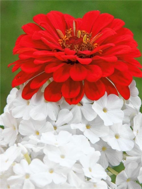 Sensationelle Blumenzüchtung in Fürstätt?