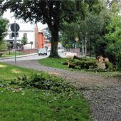 Umgestürzter Ahorn vom Bauhof rasch beseitigt