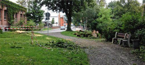 Umgestürzter Ahorn vom Bauhof rasch beseitigt