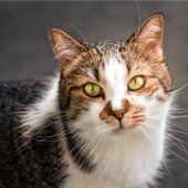 Verschmuster Kater sucht Einzelplatz