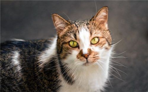Unglaublich verschmust: Kater „Lucky“.