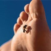 Richtiger Umgang mit Insekten