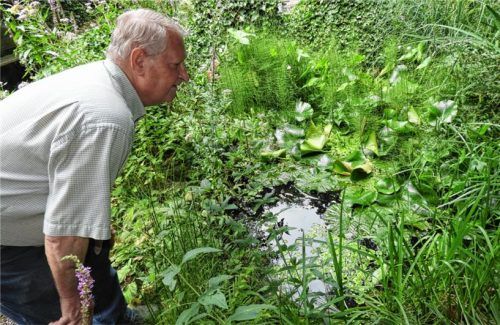 „Wo ist die Ringelnatter?“ Willi Haberger liebt das vielfältige Leben an und in seinen drei Teichen. „Besonders die großen Libellen und die Molche.“Fotos  eig