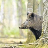 Angst vor der Afrikanischen Schweinepest