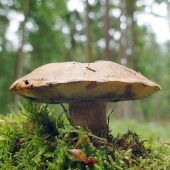 Belastete Pilze
