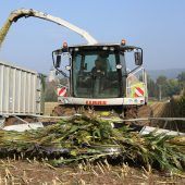 Sabotage im Maisfeld