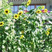 Prächtige Sonnenblumen