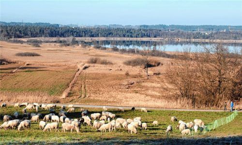 Auch die Landwirte haben großes Interesse am Simsseeschutz. Foto re