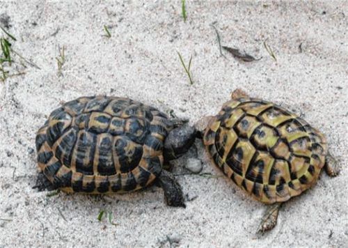 Auch zwei Griechische Landschildkröten werden betreut. Sie gehören zu den streng geschützten Arten und können nicht einfach so vermittelt werden.