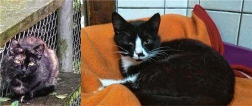 Die beiden Kätzinnen „Tammy“ und „Twiggy“ wünschen sich ein neues Zuhause.