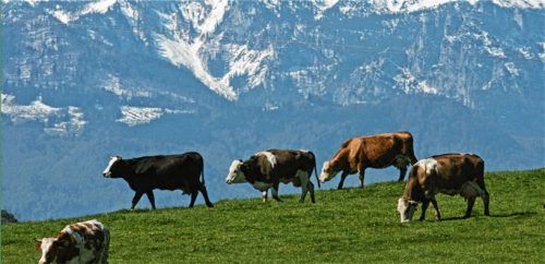 Die Schönheit der Landschaft im Landkreis Rosenheim kann nur durch intensive Pflege gewährleistet werden. Darum soll sich nach dem Willen des Umwelt- und Kreisausschusses künftig ein Verband kümmern.Foto dpa