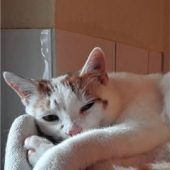Zuhause gesucht: Kater vollerLebenslust