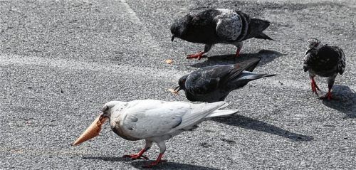 Eine Plage: die Stadttauben. Sie werden verbotenerweise immer wieder gefüttert und vermehren sich fleißig. Doch jetzt gibt es wieder natürliche Feinde: die Wanderfalken.