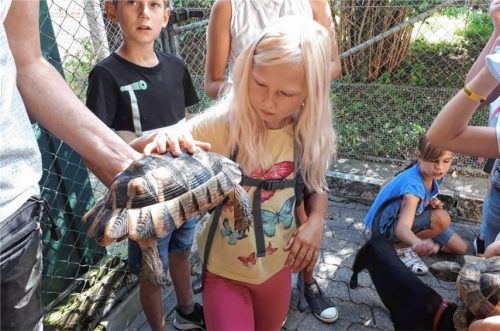 Eine Schildkröte zum Anfassen