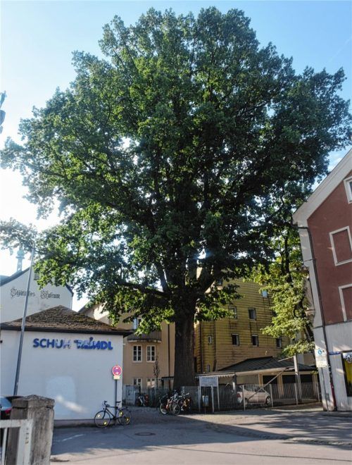 Einziger bedeutungsvolle Baumbestand im Stadtkern