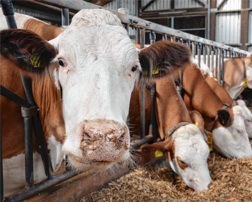Botulismus: 50 Kühe verenden in zwei Ställen. Foto dpa