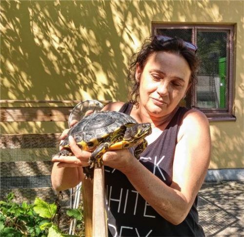 Jüngster Neuzugang für Johanna Halisch: eine Wasserschildkröte, genauer gesagt eine Gelbwangen-Schmuckschildkröte (Trachemis scripta scripta), weiblich, 2,2 Kilogramm schwer und 15 Jahre alt.