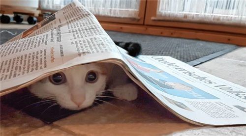 Katze „Mia“ liebt die OVB-Heimatzeitung