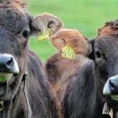 Immer dieselbe Geschichte