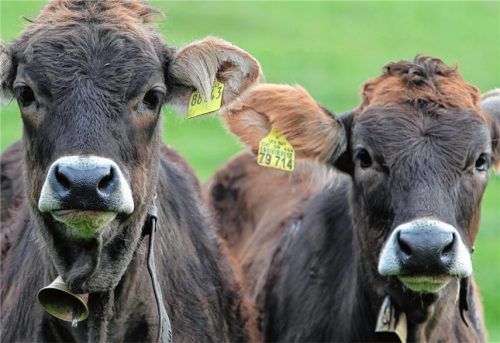 Kuhglocken – Kälber tragen sie mit Fassung, Menschen gehen deswegen vor Gericht.Foto dpa