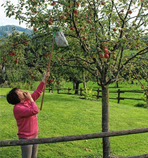Maria Liegl, Vorsitzende des Nußdorfer Obst- und Gartenbauvereins, pflückt Äpfel der Sorte Elstar, die schon bald als Apfelkuchen-Füllung verwendet werden. Foto Steffenhagen