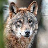 Wolf wird Probleme bereiten