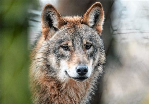 Mit Skepsis wird der Wolf betrachtet.Foto dpa