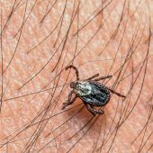 Weniger Borreliose-Fälle durch Zecken