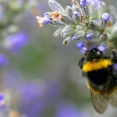 Viele Hummeln verhungern im Herbst
