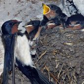 Ausgespuckt und angeklebt