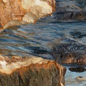 Versteckt und trocken